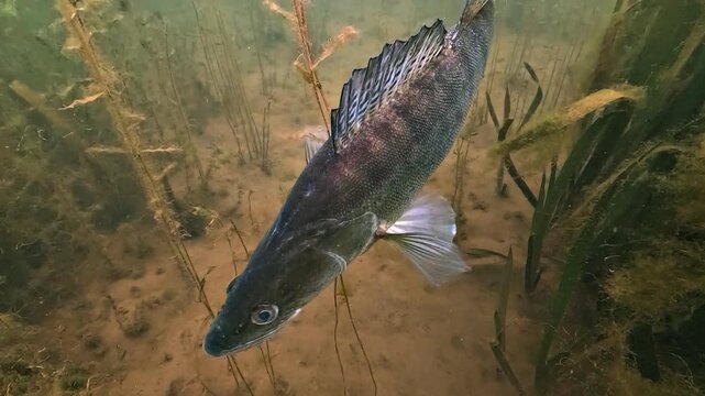 Slow motion close up above the head of a pike perch, zander - Sander lucioperca - showing delicate pectoral fin movements while holding position underwater.
