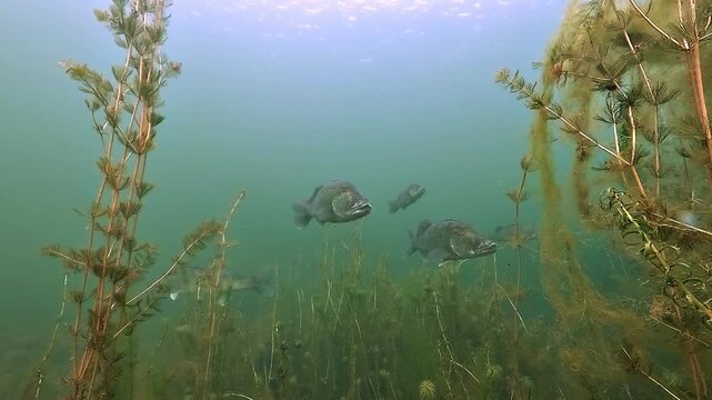 Slow motion approach to three pike perch, zander - Sander lucioperca - resting among aquatic plants on the bottom of a freshwater lake as one fish turns and swims away.