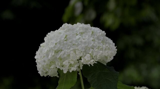 Tokyo,Japan - June 16, 2026: Closeup of Annabelle or white hydrangea flower
