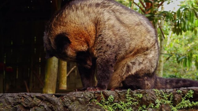 Close View of Asian Palm Civet Grooming on Rustic Wooden Surface, Detailed Wildlife Portrait in Tropical Sanctuary