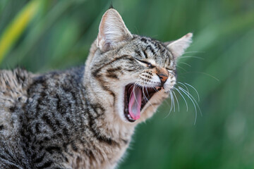  Hauskatze (Felis silvestris catus) © AnnaReinert