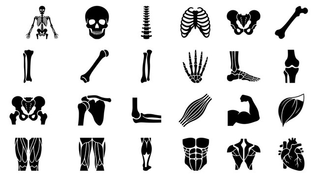 Detailed human anatomy vector icons illustrating the skeletal, muscular, and vital organ systems, providing essential visuals for healthcare, medical, and educational content