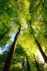Uplifting forest view with green beech trees illuminated by beautiful bright sunlight. An vertical landscape shot of a nice spring day in the woodlands. © Smileus