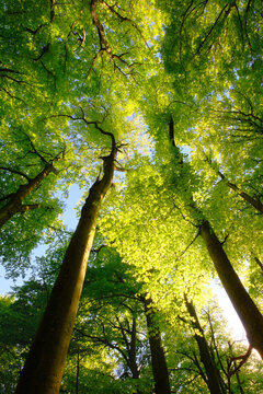Uplifting forest view with green beech trees illuminated by beautiful bright sunlight. An vertical landscape shot of a nice spring day in the woodlands.