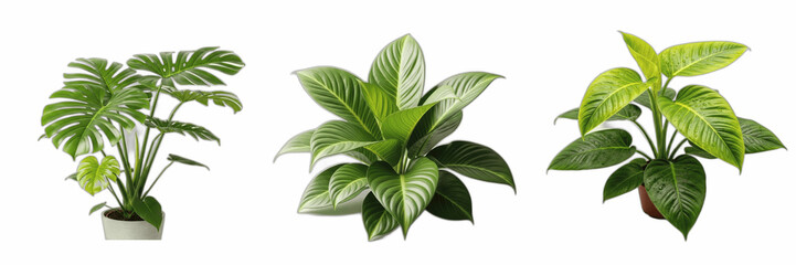 Potted Houseplant Set Monstera Deliciosa and Peace Lily Isolated on White Background Transparent PNG File, Tropical Green Plants Mockup for Home Decor Interior Styling Gardening Architecture and Offic © michael
