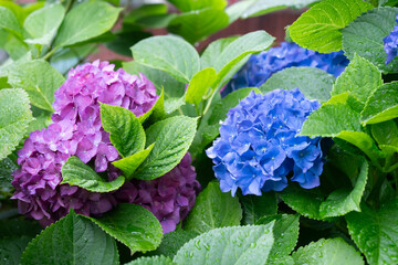 Fototapeta premium 紫陽花