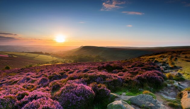 Beautiful Late Summer Sunrise In Peak District Over Fields Of Heather In Full Bloom Around Higger Tor And Burbage Edge
