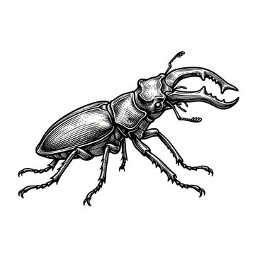 Stag Beetle Insect Macro Closeup.