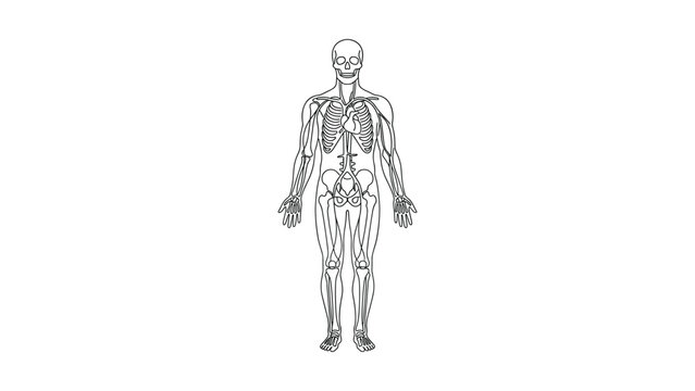 Anatomical outline illustration of the human body skeleton and internal organs.