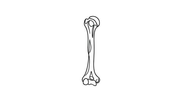 Anatomical sketch of a human humerus bone.