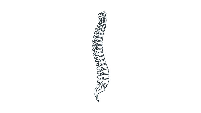 Anatomical Illustration of the Human Vertebral Column in Profile.