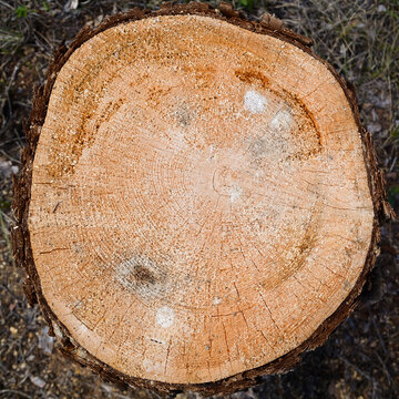 Fresh Cut Tree Stump Top View &mdash; Visible Annual Growth Rings on Cross Section, Freshly Logged Conifer, Pacific Northwest British Columbia Canada Forest