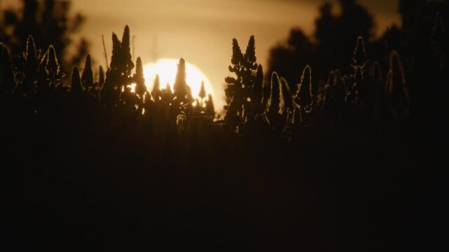 Setting sun behind lupine flower buds Iceland summer