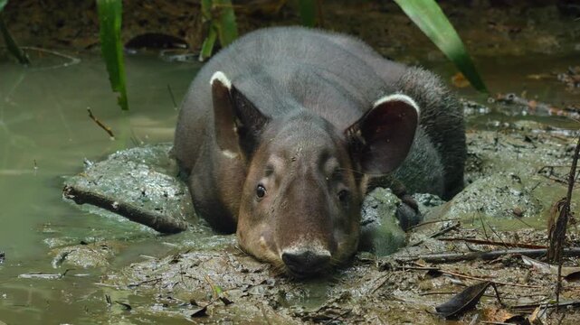 A Bairds tapir rests calmly in shallow murky water and thick mud, its distinctive white-tipped ears visible as green tropical plants frame the scene in this intimate rainforest wildlife moment.