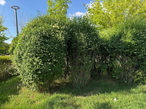 Shaped Ligustrum vulgare bushes blooming in a sunny park. Round trimmed common privet shrubs with green leaves and small white flowers in a landscaped garden, capturing beautiful summer nature.
