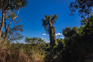 Fototapeta premium árvore na cidade de Contagem, Estado de Minas Gerais, Brasil