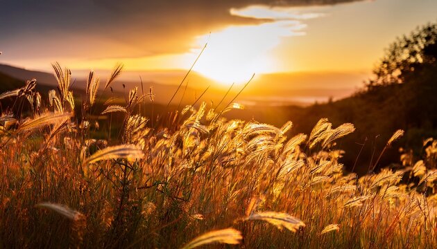 Golden Sunset Behind Grass Background Flower Sky Summer Nature Grass Landscape Light Leaf Sun