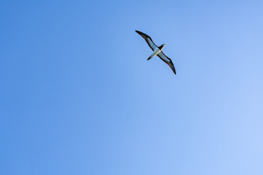 The brown booby (Sula leucogaster) is a large seabird in the booby and gannet family Sulidae. Niʻihau & Nāpali Coast Boat Tour, Kauai County, Hawaii, Pacific Ocean. Lehua Island ( Lehua Crater )