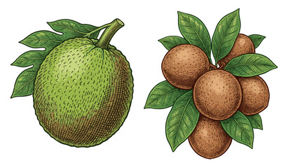 Vintage Hand Drawn Breadfruit and Longan Fruit Botanical Illustration Set Featuring Textured Tropical Produce Art Isolated on White Background © OKM Studio