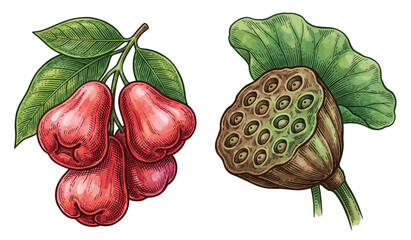 Fototapeta premium Hand-drawn botanical illustration featuring red wax apples with green leaves and a dried brown lotus seed pod isolated