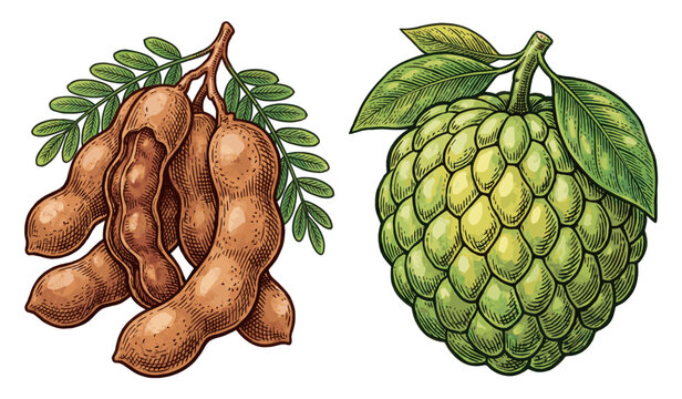 Hand drawn illustration of tropical exotic fruits tamarind and sugar apple or custard apple isolated on white background