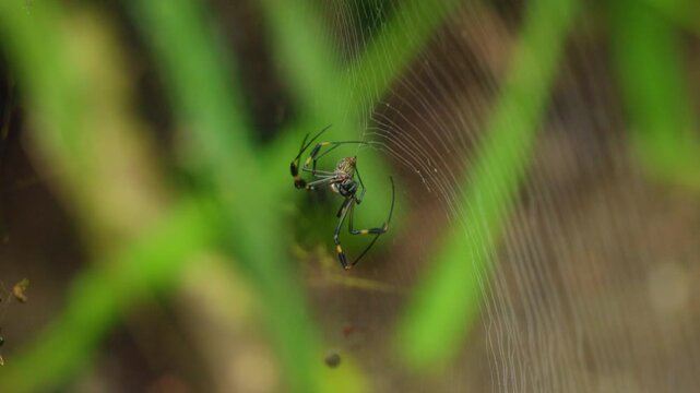 Golden silk orb weaver spider perches on delicate web strands surrounded by lush green tropical foliage. The arachnid displays distinctive long striped legs and colorful patterned body.