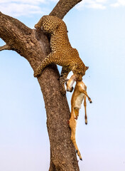 Leopard climbing tree with gazelle prey in Africa © Michael