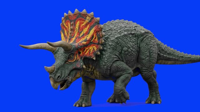 A highly detailed 3D animated model of a grey Triceratops dinosaur standing stationary while moving its heavily patterned frill, horns, and roaring. The prehistoric reptile is isolated on blue backdro