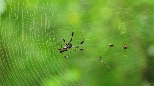 Golden silk orb weaver spider rests on intricate web in Costa Rica jungle. Striped legs and elongated body visible against lush green bokeh background with smaller spiders nearby.
