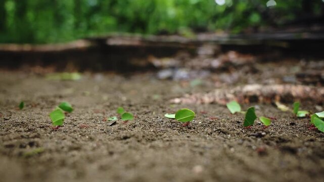 Leafcutter ants carry bright green leaf fragments across sandy forest floor in shallow depth of field macro shot with lush tropical rainforest foliage blurred softly in warm natural background light.