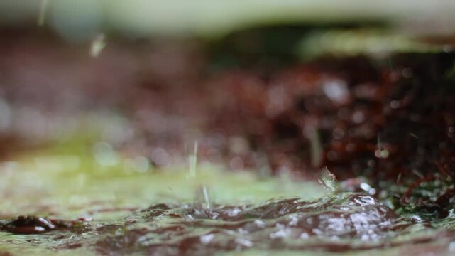 Costa Rica jungle macro view of water droplets splashing on wet mossy ground. Raindrops create dynamic splashes on green moss with beautiful bokeh background in lush tropical rainforest setting.