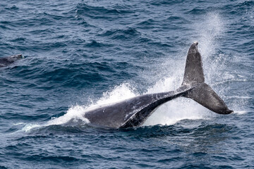 Naklejka premium Humpback Whale tail slapping off Sydney Australia