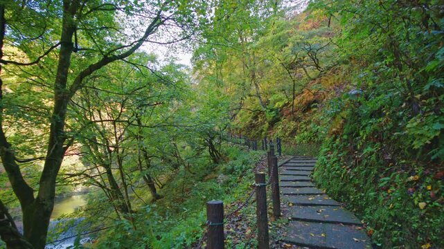 紅葉の名所 秋の鳴子峡の風景　Autumn scenery of Naruko Gorge, a famous spot for autumn foliage.