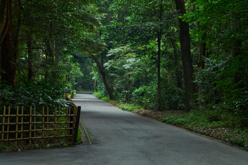 Fototapeta premium path in the park