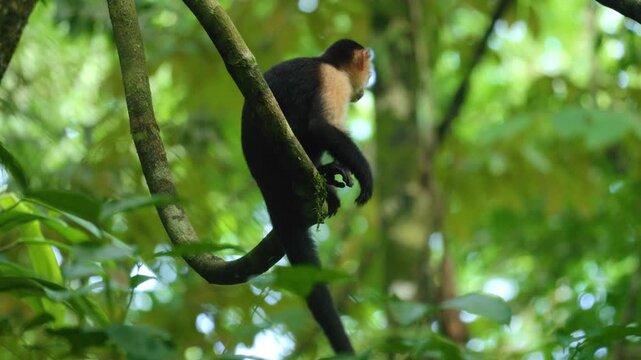 Costa Rica jungle wildlife scene showing white-faced capuchin monkey perched on tree branch in lush tropical rainforest. Dense green foliage surrounds the primate as it navigates through the canopy.