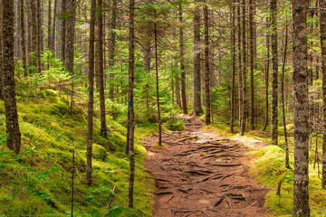 Obraz premium Moss Covered Forest Hiking Trail in Deer Isle Maine Woods