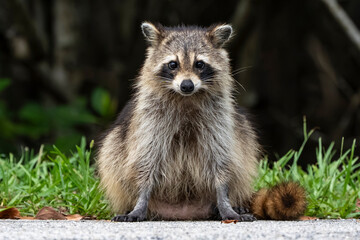 Raccoon © Adrian de la Paz