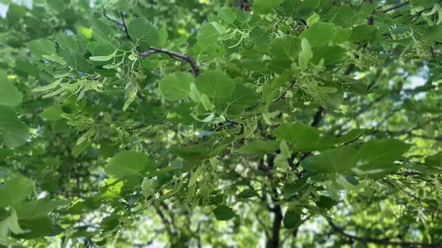 Beautiful linden tree with green leaves growing outdoors, closeup