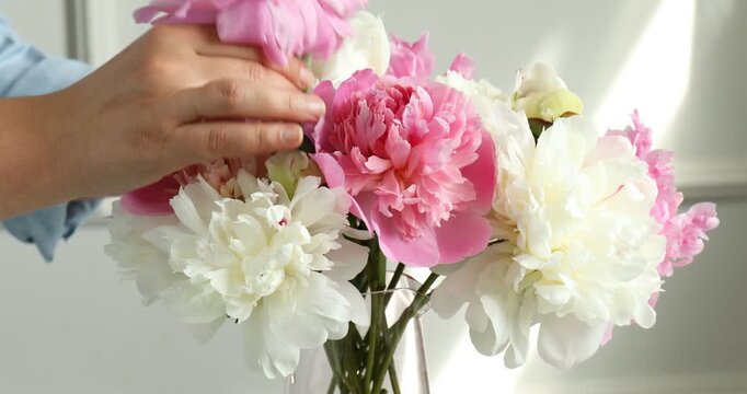 Woman arranging beautiful peony flowers at home, closeup