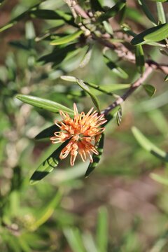 Isolated close-up of Grevillea 'Apricot Glow' inflorescence on stem.