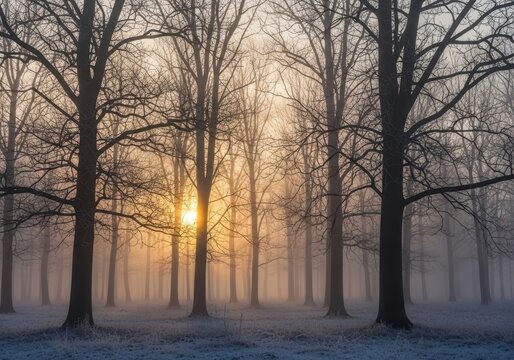 Misty forest sunrise with bare trees and frost on the ground, a serene winter morning scene.