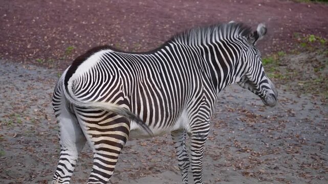 ぶるぶるするシマウマ