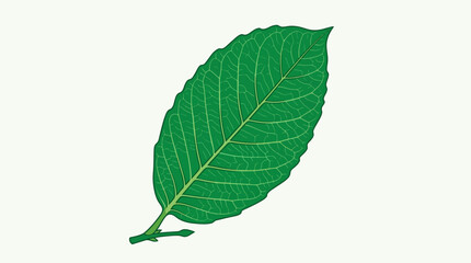 Fototapeta premium Single Green Leaf Isolated.