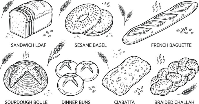 Bakery bread types collection set with baguette bagel sourdough boule ciabatta loaf and wheat outline line art vector illustration