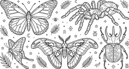 Mystical insects collection set with butterfly tarantula spider moth and rhinoceros beetle elements outline line art vector illustration © MD