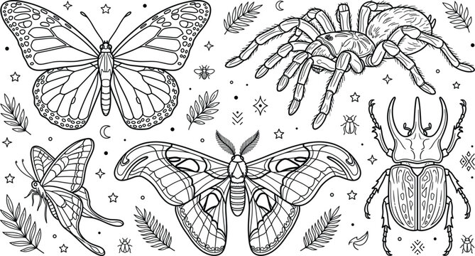 Mystical insects collection set with butterfly tarantula spider moth and rhinoceros beetle elements outline line art vector illustration