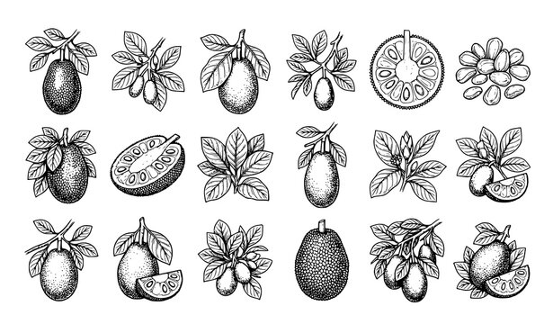 Tropical Jackfruit Outline Illustration Set with Botanical Line Art Fruit Designs