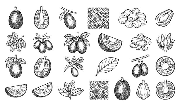 Dynamic Jackfruit Botanical Line Art Vector Collection for Organic Food and Nature Design