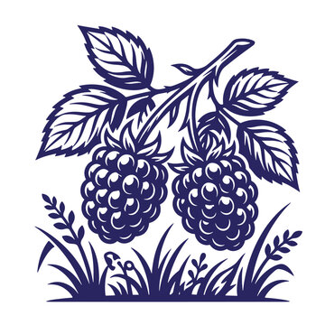Woodcut style illustration of two raspberries attached to a branch with leaves and grass raspberry monochrome