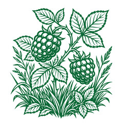 Naklejka premium Stylized vector illustration of two raspberries on a thistle stem in grass with raspberries botanical culinary